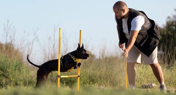 Los mejores entrenadores de perros en Colombia