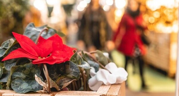 Los mejores lugares para pasar la navidad en Colombia